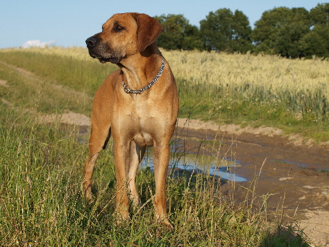 Rhodesian Ridgeback