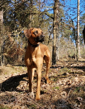 Grennderung Rhodesian Ridgeback Deckrde Matumaini Gumu Gitonga aka Bitzer 014