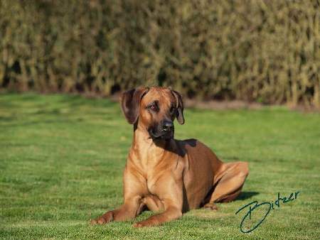 Rhodesian Ridgeback Deckrde Matumaini Gumu Gitonga aka Bitzer 003