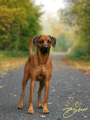 Rhodesian Ridgeback Deckrde Matumaini Gumu Gitonga aka Bitzer 006