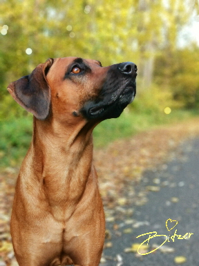 Rhodesian Ridgeback Deckrde Matumaini Gumu Gitonga aka Bitzer 007