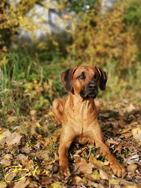 Rhodesian Ridgeback Deckrde Matumaini Gumu Gitonga aka Bitzer 008