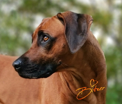 Rhodesian Ridgeback Deckrde Matumaini Gumu Gitonga aka Bitzer 009