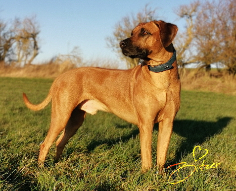 Rhodesian Ridgeback Deckrde Matumaini Gumu Gitonga aka Bitzer 011