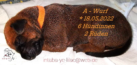 Rhodesian Ridgeback Welpen Intaba Ye Lilac